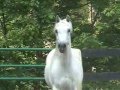 Purebred Arabian Mare, Chantel