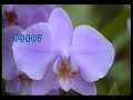 Search Video