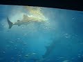 Okinawa Churaumi Aquarium Whale Shark
