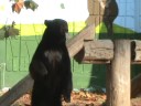 BROWN BEAR - at Seoul Children Zoo