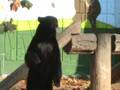 BROWN BEAR - at Seoul Children Zoo