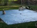All The Dogs Playing Keep Away