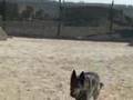 Military Working Dogs Help Secure Kuwait