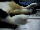 comot and malaysiaku gemiliang comot and malaysiaku gemiliang
