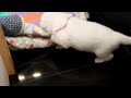 Click here to watch this video Ninhada Pastor Branco Suico - Berger Blanc Suiss Video 3.MOV