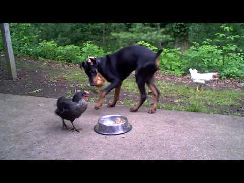 Doberman Pincer