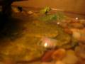 videos de Male Fire Belly Toad eating Cricket