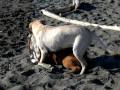 videos de Muntz and Anabelle wrestling on the beach!