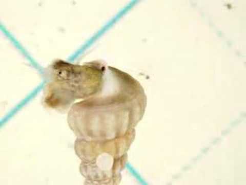 Cerithidea pliculosa's 3rd eye