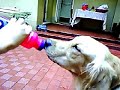 Whisky Whisky