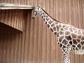 Giraffe at Silver Springs Giraffe at Silver Springs