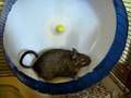 Degus