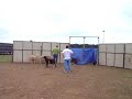 Elkhound Justice Herding Sheep