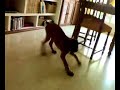 boxer jugando boxer jugando