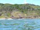 Byron Bay Go Sea Kayak with Dolphins