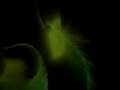 Vampyroteuthis Infernalis x The Knife