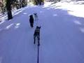 title="Skijoring