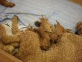 Hawaii Fi-do Service Dogs Ehu's 11 day old medium Labradoodle pups