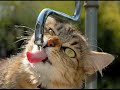 FUNNY CATS !