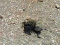 Lo Scarabaeus semipunctatus e la sua palla di sterco 5