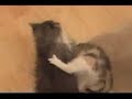 Re:The Cat Diaries Episode 2?My Heart Will Go On