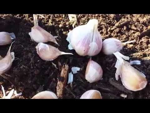 how to replant garlic