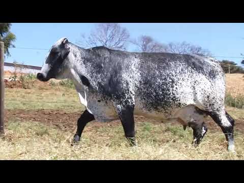 LOTE 44 - 797 BOA VISTA CACHOEIRA