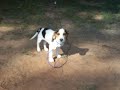Beagle Puppy (Lucy)