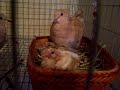 Baby Ringneck Doves