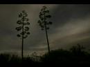Agave at Night Time Lapse Agave at Night Time Lapse