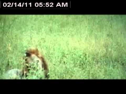 MALE LION YAWN