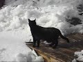 Black Panther... Molly 2007