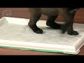 Piddle Pads Housetraining at DrsFosterSmith.com