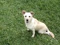 努力的狗狗：拉拉