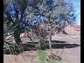 VID013,,