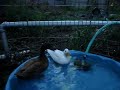 My Ducks