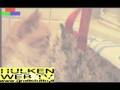 Hulke[N] as f. b. : Il mio Gatto Berton: e il Divertimento 'come manna..'!