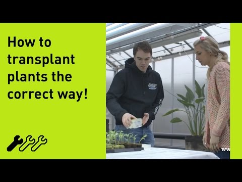 how to transplant plants from soil to hydroponics