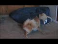 Pomeranian and kitten