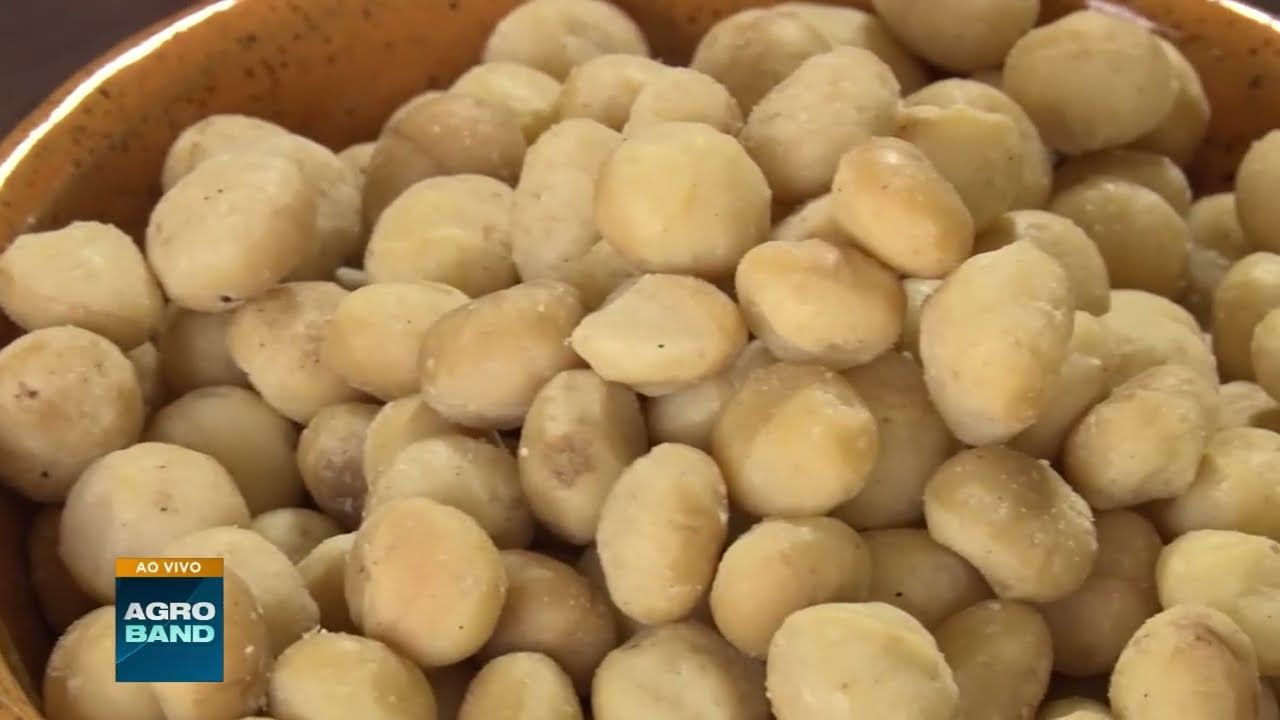 A expansão do mercado de macadâmia no Brasil: Acordo amplia exportações para a Índia