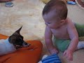 Baby plays with chihuahua