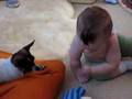 Chihuahua video