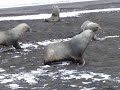 Fur Seals in Deception Island