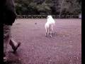 butch,harry,iuga.mp4