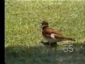 White Mountain Wildlife-Animals of the Grassland (part two)