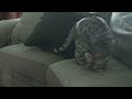 Cat Clips #130 -- Puss in Boots...LITERALLY! Video