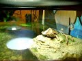 Tank The Map Turtle Basking