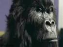 Cadbury Gorilla advert Cadbury Gorilla advert