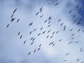 Sandhill Crane Sandhill Crane