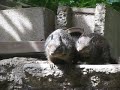 squirrel ik squirrel ik